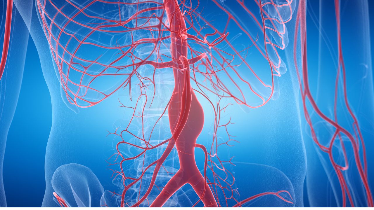 Digital image of the circulatory system inside the body