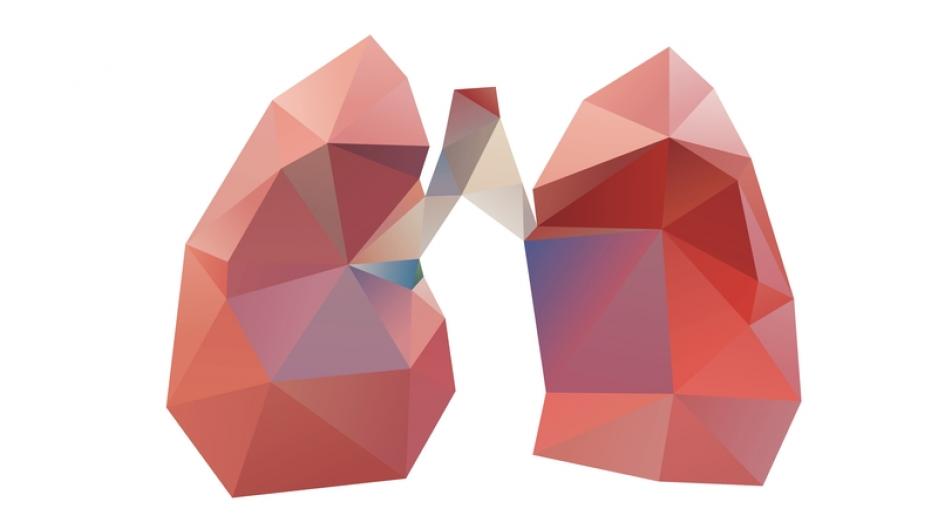 A clip art depiction of lungs